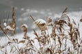 Brown frozen golden reeds standing in lake frozen water covered in snow in winter season Royalty Free Stock Photo