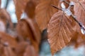 Brown frozen leaves with ice in winter Royalty Free Stock Photo