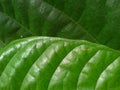 Brown fruit leaf texture, striped and rolled