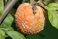 Brown fruit rot of apple caused by Monilia fungus