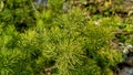 Brown-fruited Juniper Juniperus oxycedrus green leaves plant Royalty Free Stock Photo