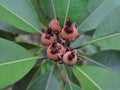 Brown fruit Royalty Free Stock Photo