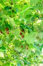 Brown fruits of Platanus tree, branches with green leafs