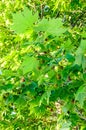 Brown fruits of Platanus tree, branches with green leafs