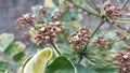 Brown Fruits and Tiny Flowers of Balfouriana Aralia