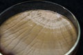 Brown fungi or mold contaminate on agar plate (petri dish). fungi or mold contamination. fungi or mold grow on yeast