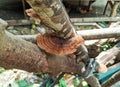 brown fungus that grows on dry woody stems Royalty Free Stock Photo