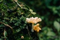 A brown fungus that grows on wooden branches. Macro Photography of Mushroom. Royalty Free Stock Photo