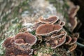 Brown Fungus growth on tree bark Cleaver Woods Park Trinidad