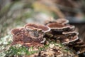 Brown Fungus growth on tree bark Cleaver Woods Park Trinidad