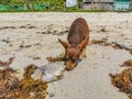 Brown funny dog play with dead fish playful beach Mexico