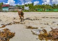 Brown funny dog play with dead fish playful beach Mexico Royalty Free Stock Photo