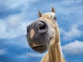 Brown funny horse portrait Royalty Free Stock Photo