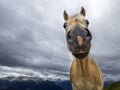 Brown funny horse portrait Royalty Free Stock Photo