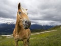 Brown funny horse portrait Royalty Free Stock Photo