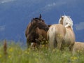 Brown funny horse portrait