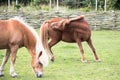 A brown funny horse scratches itself with its mouth Royalty Free Stock Photo