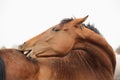 Brown funny horse scratching itself portrait Royalty Free Stock Photo