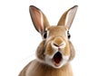 Brown Funny Rabbit Isolated