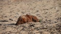 Brown small dog wallowing on beach in sand