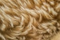 Brown fur abstract background and texture Royalty Free Stock Photo