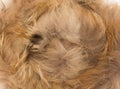 Natural brown fur as background Royalty Free Stock Photo