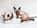 Brown fur cat, black ears, Portrait of a minimal domestic cat looking at the food bowl, The brown shorthair is eating