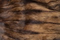 Brown fur coat texture, abstract animal skin pattern Royalty Free Stock Photo