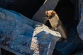 Brown Fur Colored Ermine Considers Its Next Move