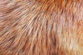 Brown fur hair texture of dog Royalty Free Stock Photo