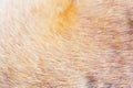 Brown fur hair texture of dog Royalty Free Stock Photo