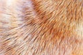 Brown fur hair texture of dog Royalty Free Stock Photo