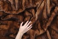 Brown fur mink background texture.  Fashion concept Royalty Free Stock Photo