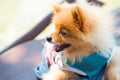 Brown fur Pomeranian dog with tongue smiling hold by unknown own