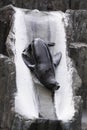 Brown fur seal Royalty Free Stock Photo