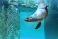 Brown Fur Seal Royalty Free Stock Photo