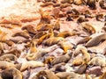 Brown fur seal, Arctocephalus pusillus, colony at Cape Cross in Namibia, Africa Royalty Free Stock Photo