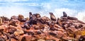 Brown fur seal, Arctocephalus pusillus, colony at Cape Cross in Namibia, Africa Royalty Free Stock Photo