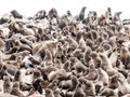 Brown fur seal, Arctocephalus pusillus, colony at Cape Cross in Namibia, Africa Royalty Free Stock Photo