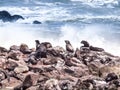 Brown fur seal, Arctocephalus pusillus, colony at Cape Cross in Namibia, Africa Royalty Free Stock Photo