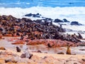 Brown fur seal, Arctocephalus pusillus, colony at Cape Cross in Namibia, Africa Royalty Free Stock Photo