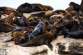 Brown fur seal Arctocephalus pusillus colony at Seal Island, South Africa Royalty Free Stock Photo