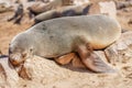 A brown fur seal Arctocephalus pusillus sleeping, Cape Cross, Namibia. Royalty Free Stock Photo