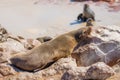 A brown fur seal Arctocephalus pusillus sleeping, Cape Cross, Namibia. Royalty Free Stock Photo