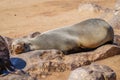 A brown fur seal Arctocephalus pusillus sleeping, Cape Cross, Namibia. Royalty Free Stock Photo