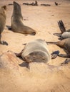 A brown fur seal Arctocephalus pusillus sleeping, Cape Cross, Namibia. Royalty Free Stock Photo