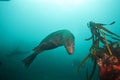 brown fur seal, arctocephalus pusillus, South Africa Royalty Free Stock Photo