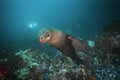 brown fur seal, arctocephalus pusillus, South Africa Royalty Free Stock Photo