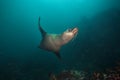 brown fur seal, arctocephalus pusillus, South Africa Royalty Free Stock Photo