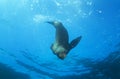 brown fur seal, arctocephalus pusillus, South Africa Royalty Free Stock Photo